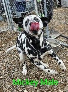 Dalmatian Puppies media 8