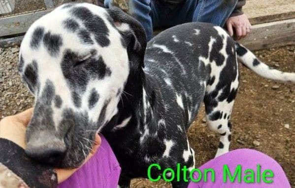 Dalmatian Puppies media 6