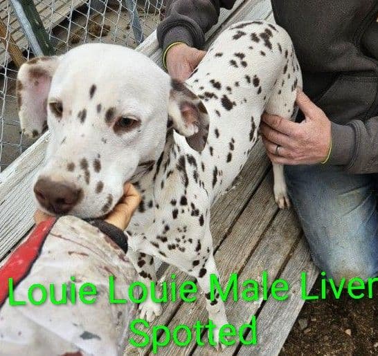 Dalmatian Puppies media 4