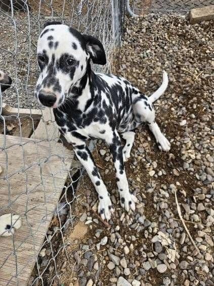 Dalmatian Puppies media 10