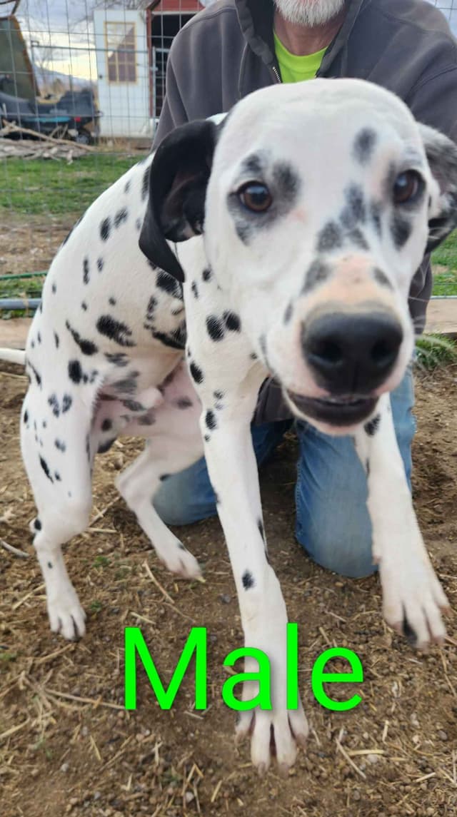 Dalmatian Puppies media 13