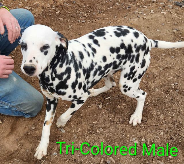 Dalmatian Puppies media 23