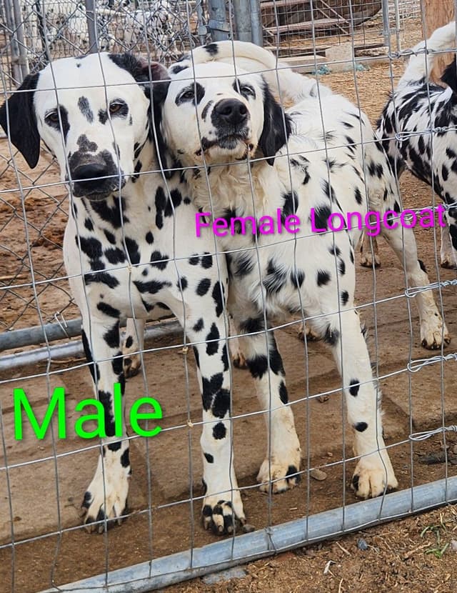 Dalmatian Puppies media 2