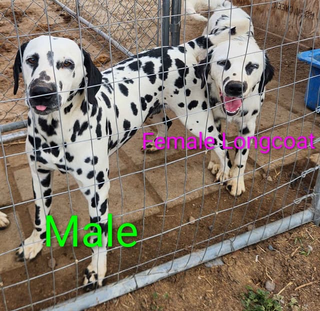 Dalmatian Puppies media 12