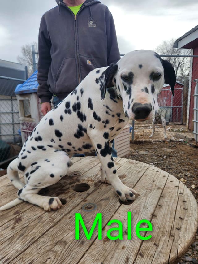 Dalmatian Puppies media 18