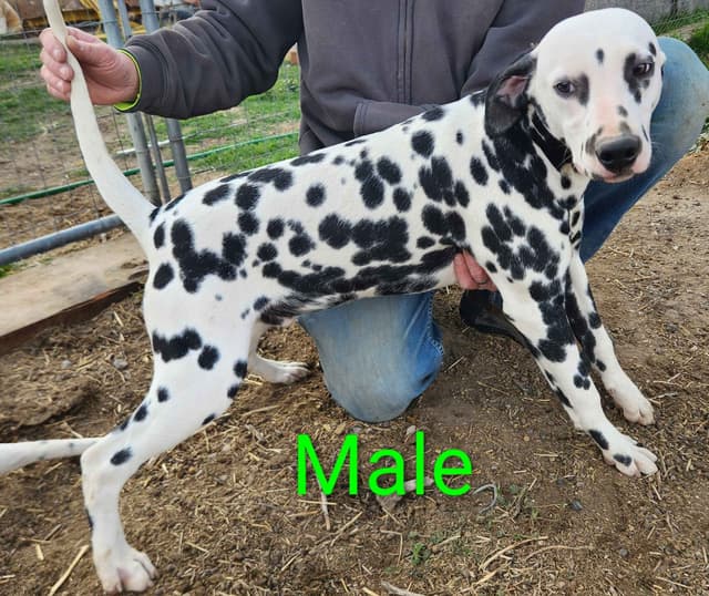 Dalmatian Puppies media 20