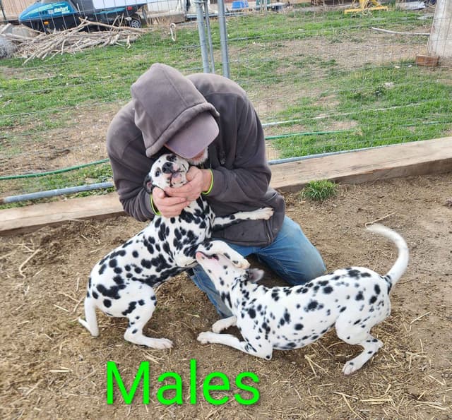 Dalmatian Puppies media 21