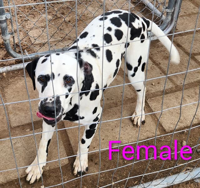 Dalmatian Puppies media 15