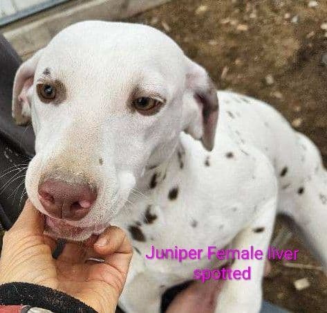 Dalmatian Puppies media 17