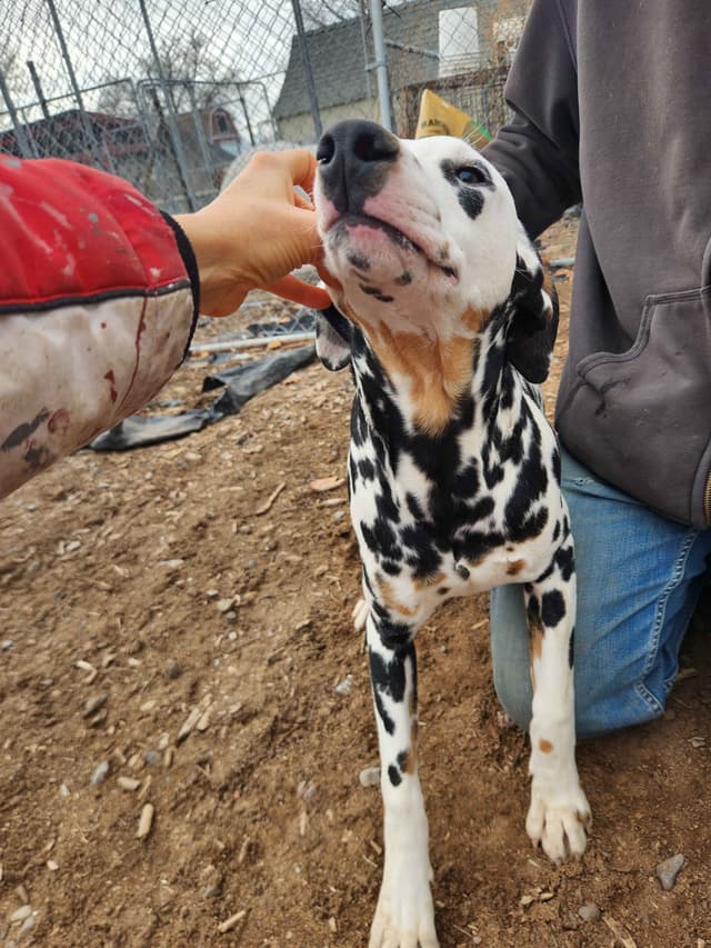 Dalmatian Puppies media 24