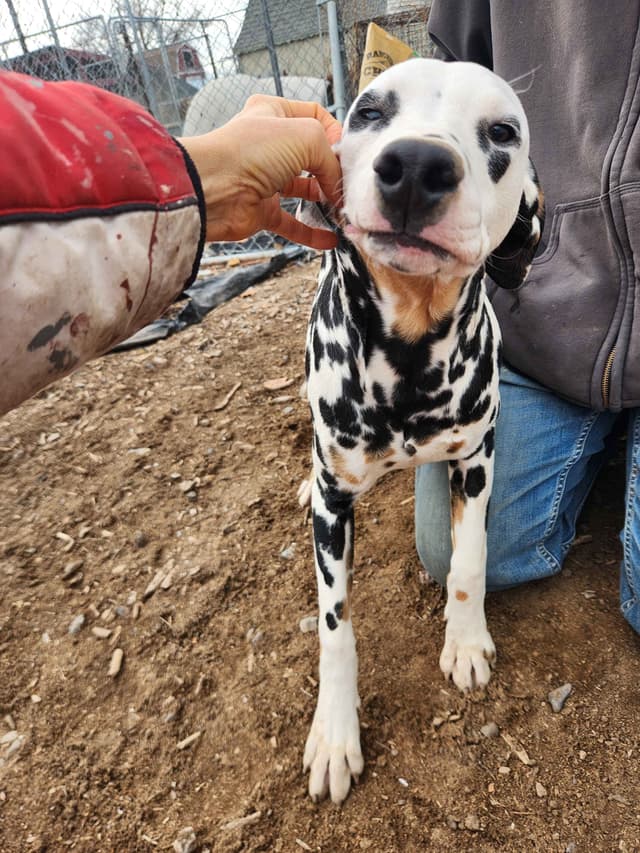 Dalmatian Puppies media 25