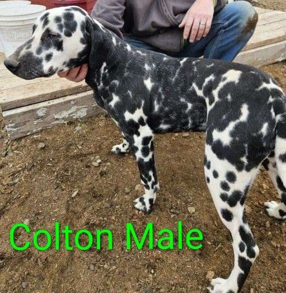 Dalmatian Puppies media 2
