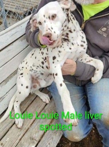 Dalmatian Puppies media 3