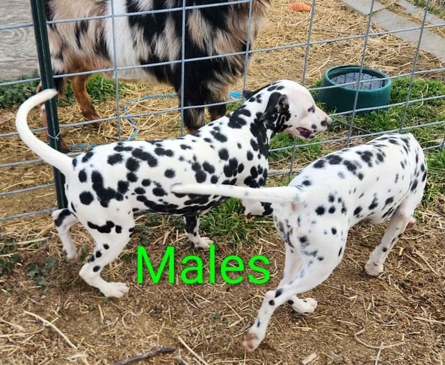 Dalmatian Puppies media 5