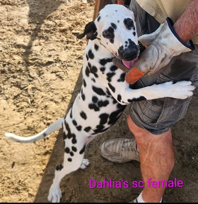 Dalmatian Puppies media 6