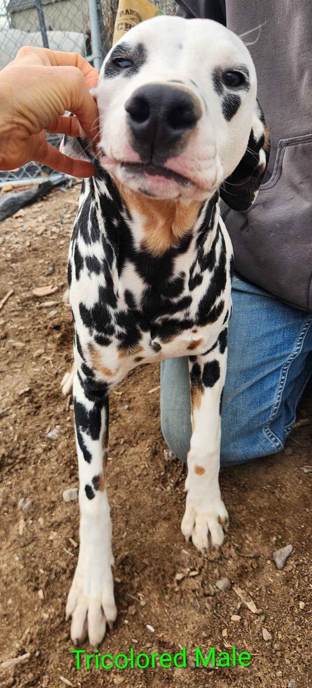 Dalmatian Puppies media 7