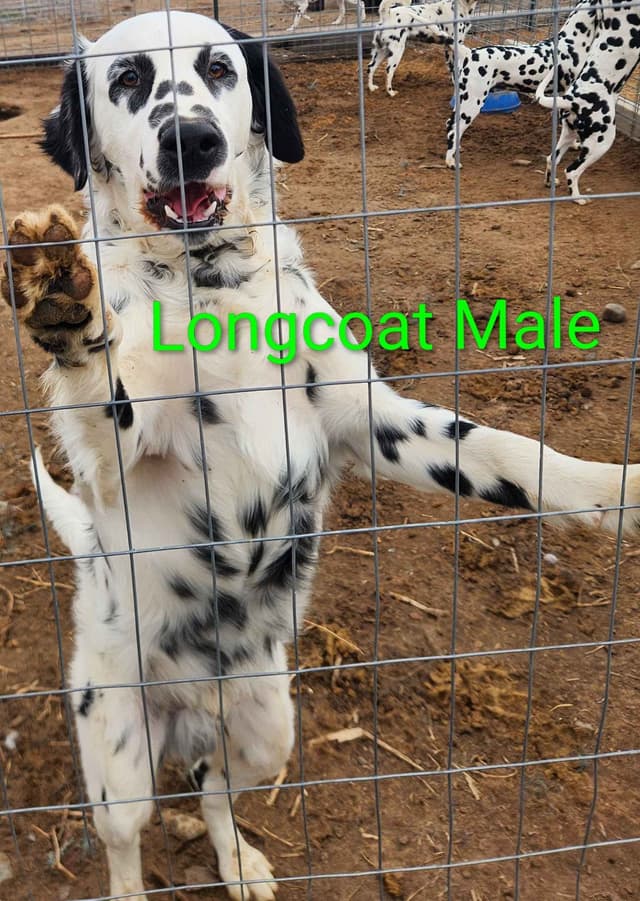 Dalmatian Puppies media 9