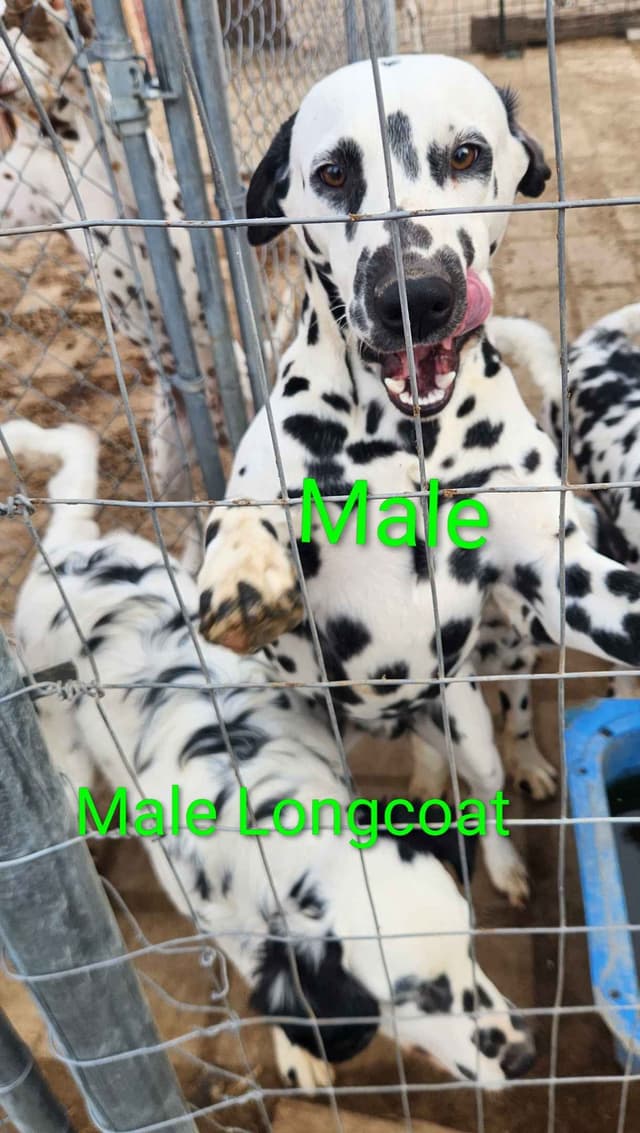 Dalmatian Puppies media 12