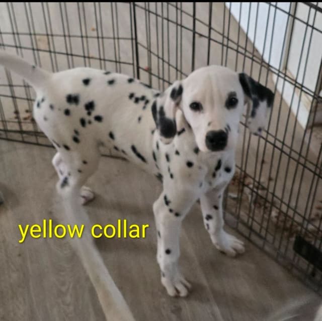 Dalmatian Puppies media 2