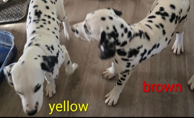 Dalmatian Puppies media 4