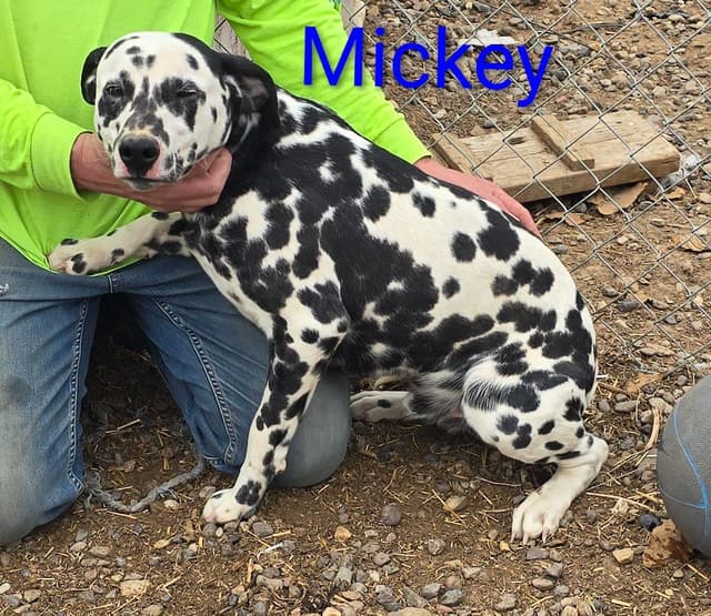 Dalmatian Puppies media 13
