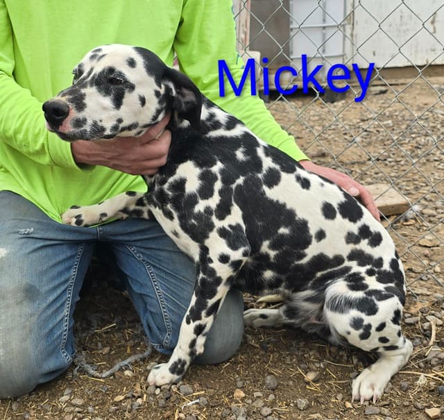Dalmatian Puppies media 14
