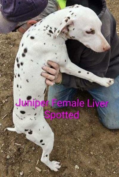 Dalmatian Puppies media 16