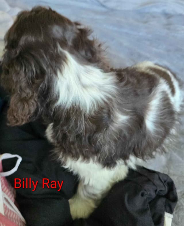 Cocker Spaniel Puppies media 3