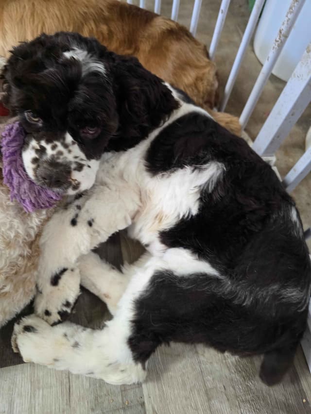 Cocker Spaniel Puppies media 3