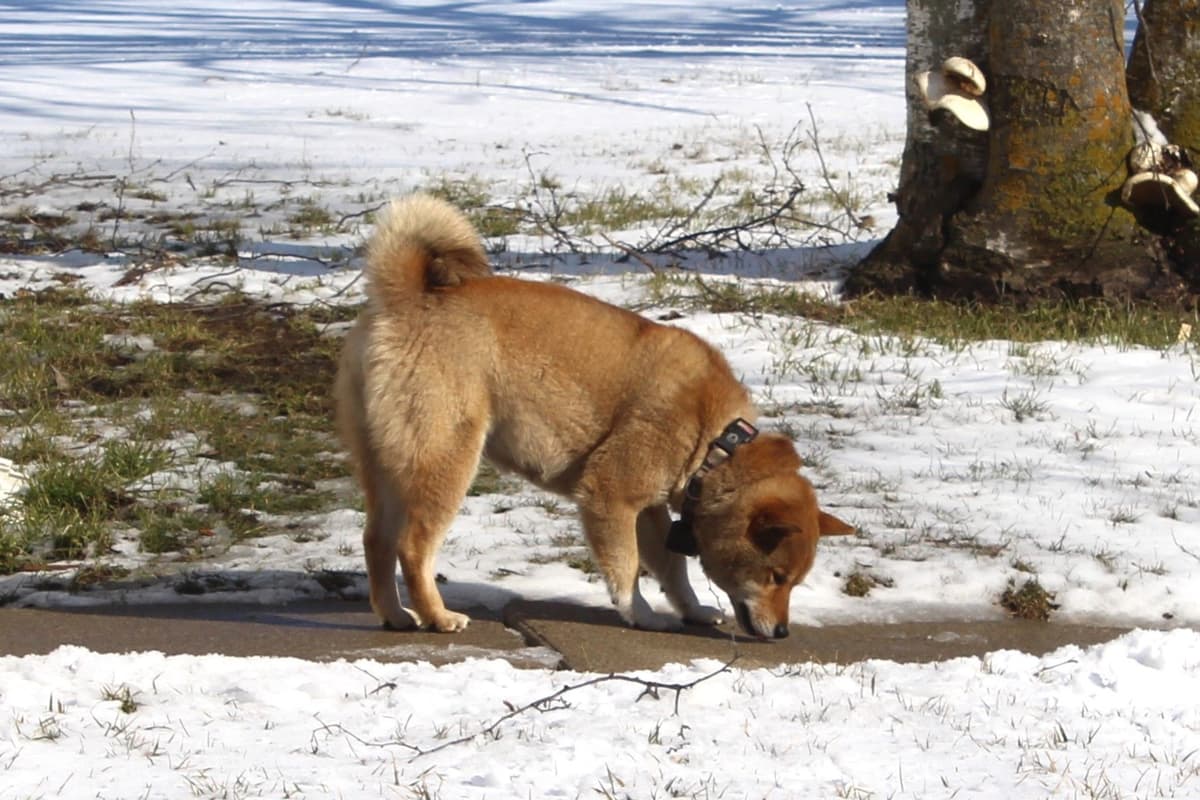 Shiba Inu Puppies breeder image 2