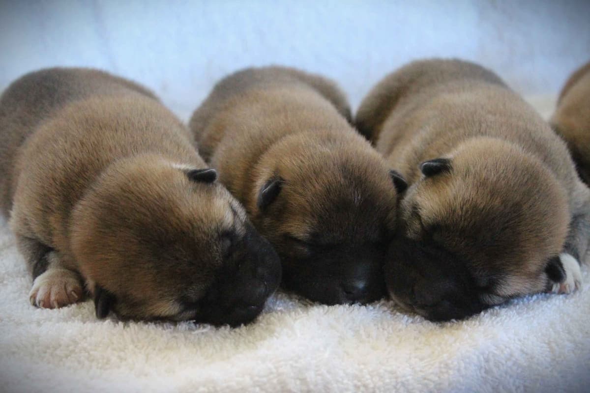 Shiba Inu Puppies breeder image 8
