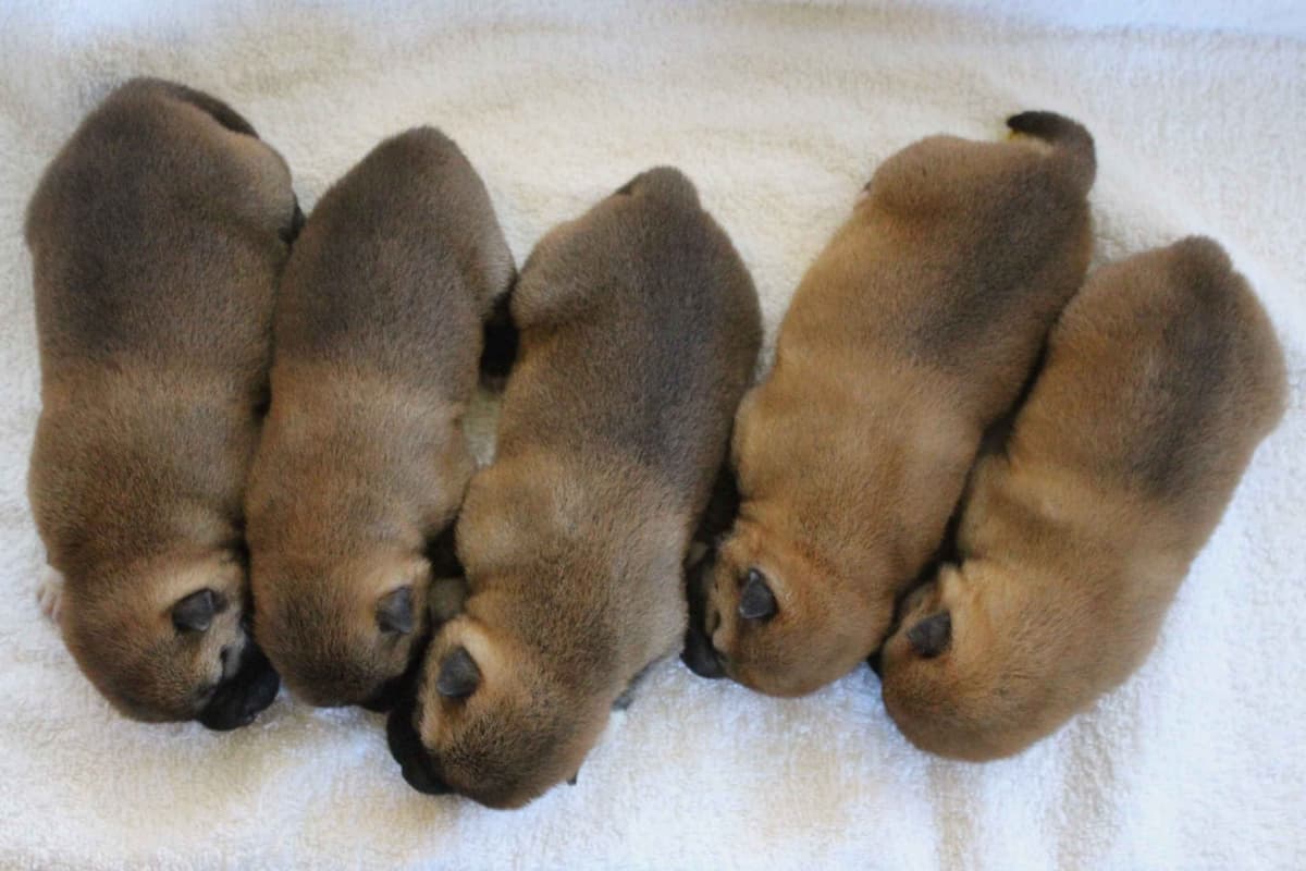 Shiba Inu Puppies breeder image 4