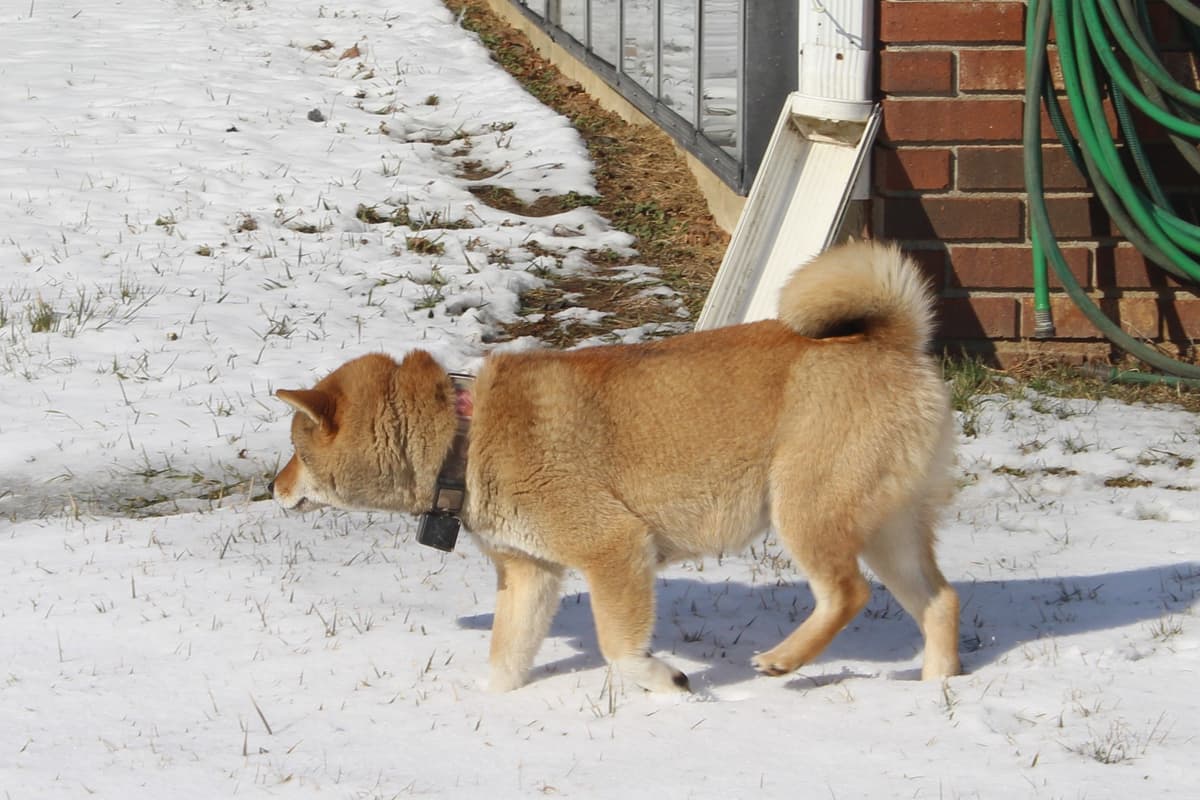 Shiba Inu Puppies breeder image 7