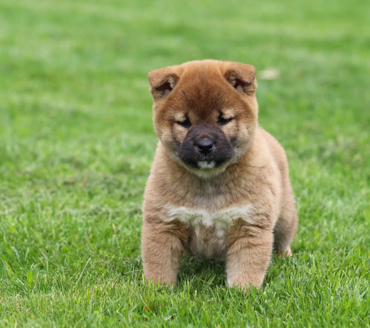 Shiba Inu Puppies breeder image 1
