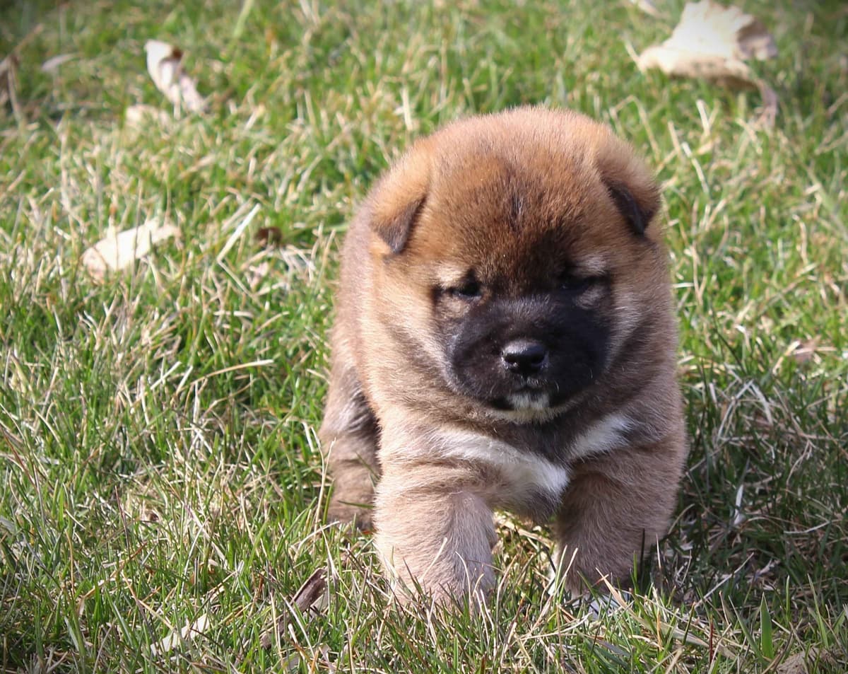Shiba Inu Puppies breeder image 5