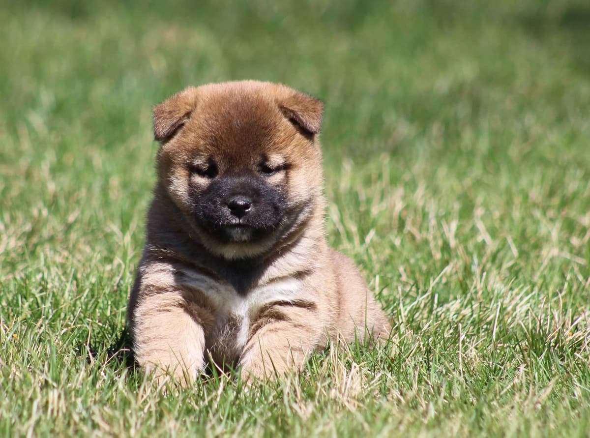 Shiba Inu Puppies breeder image 9