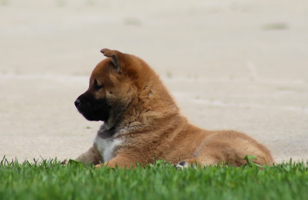 Shiba Inu Puppies breeder image 6