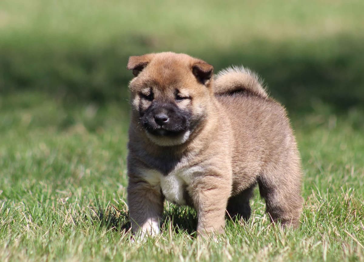 Shiba Inu Puppies breeder image 3