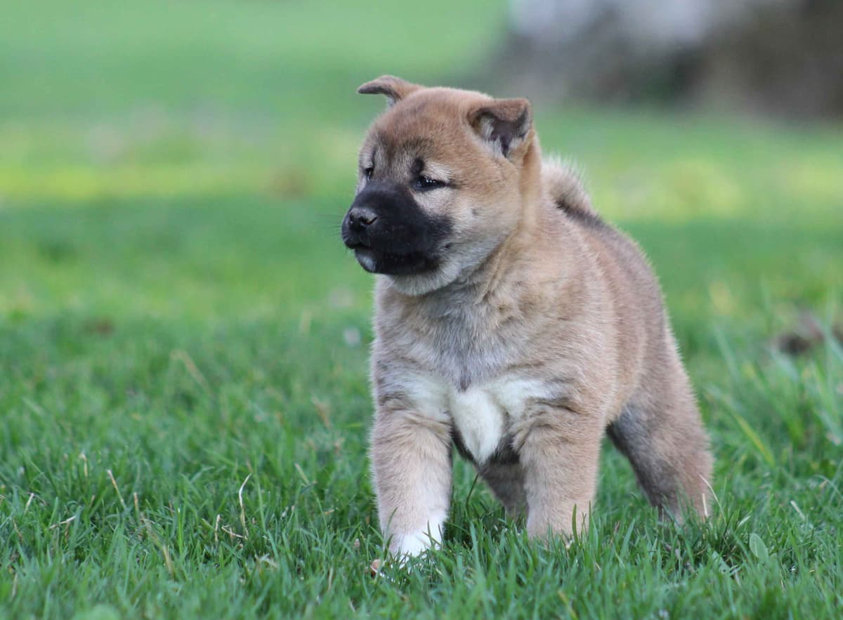Shiba Inu Puppies breeder image 12