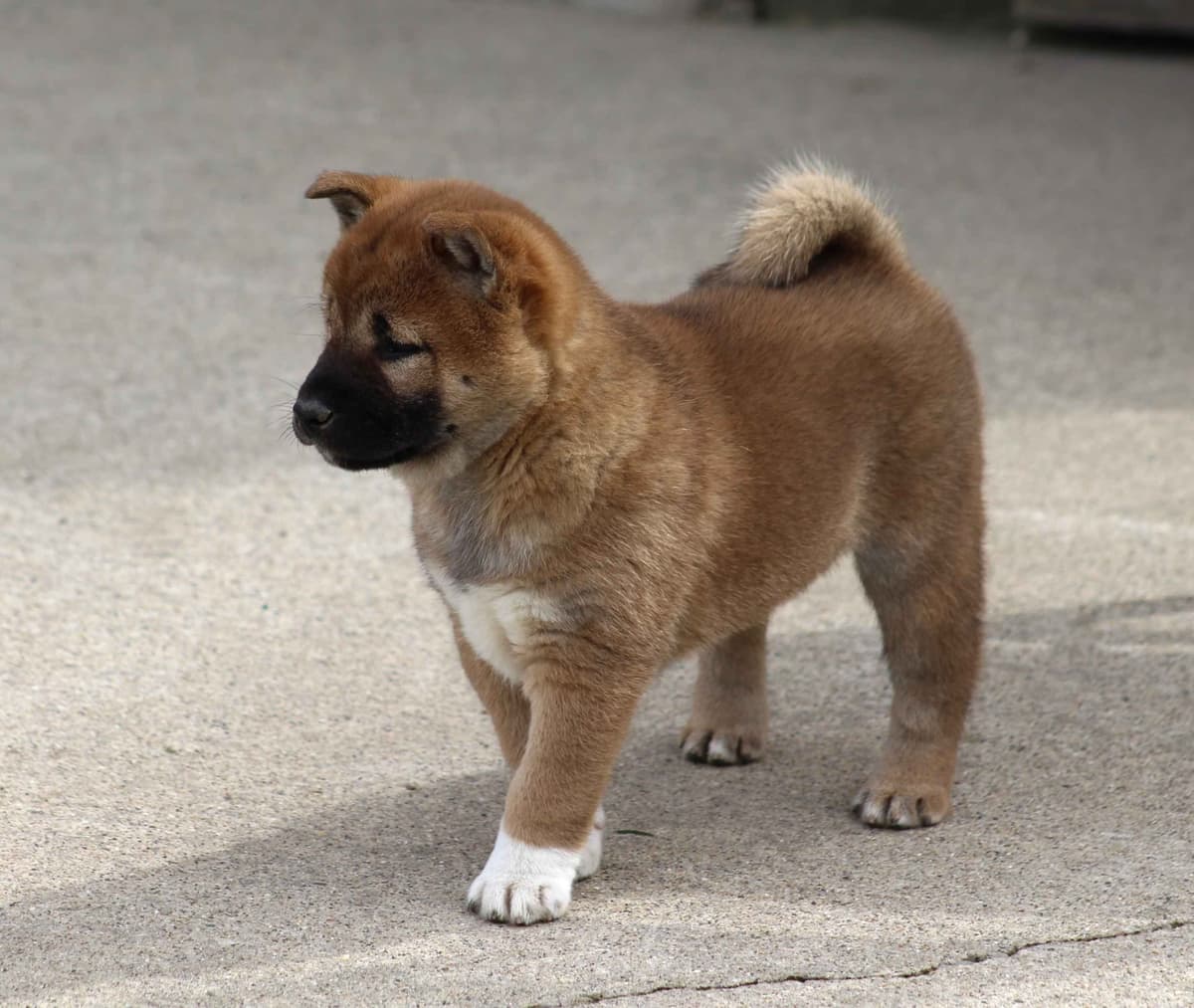 Shiba Inu Puppies breeder image 13