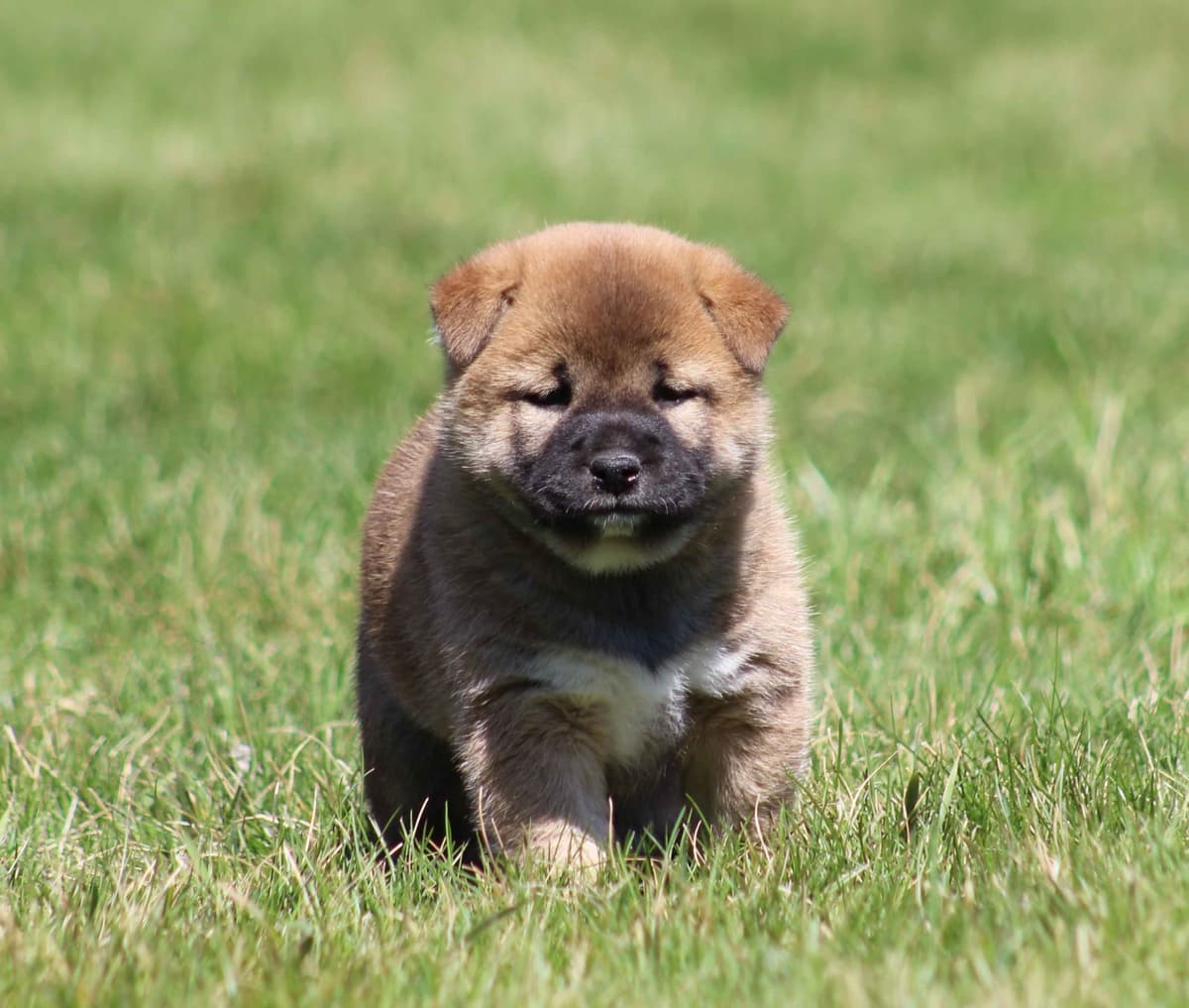 Shiba Inu Puppies breeder image 11