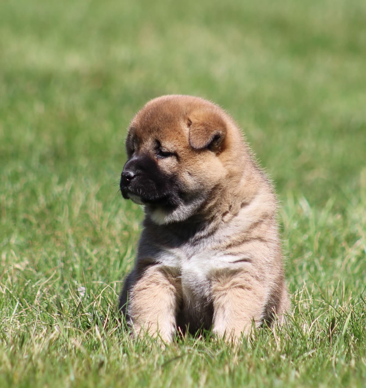 Shiba Inu Puppies breeder image 14