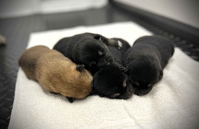 Shiba Inu Puppies media 2