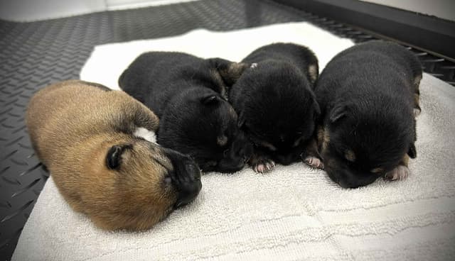 Shiba Inu Puppies media 3