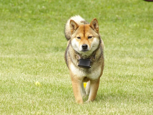 Shiba Inu Puppies media 4