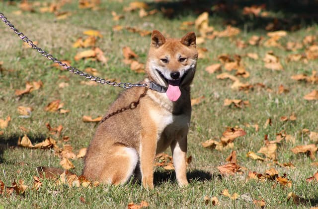 Shiba Inu Puppies media 5