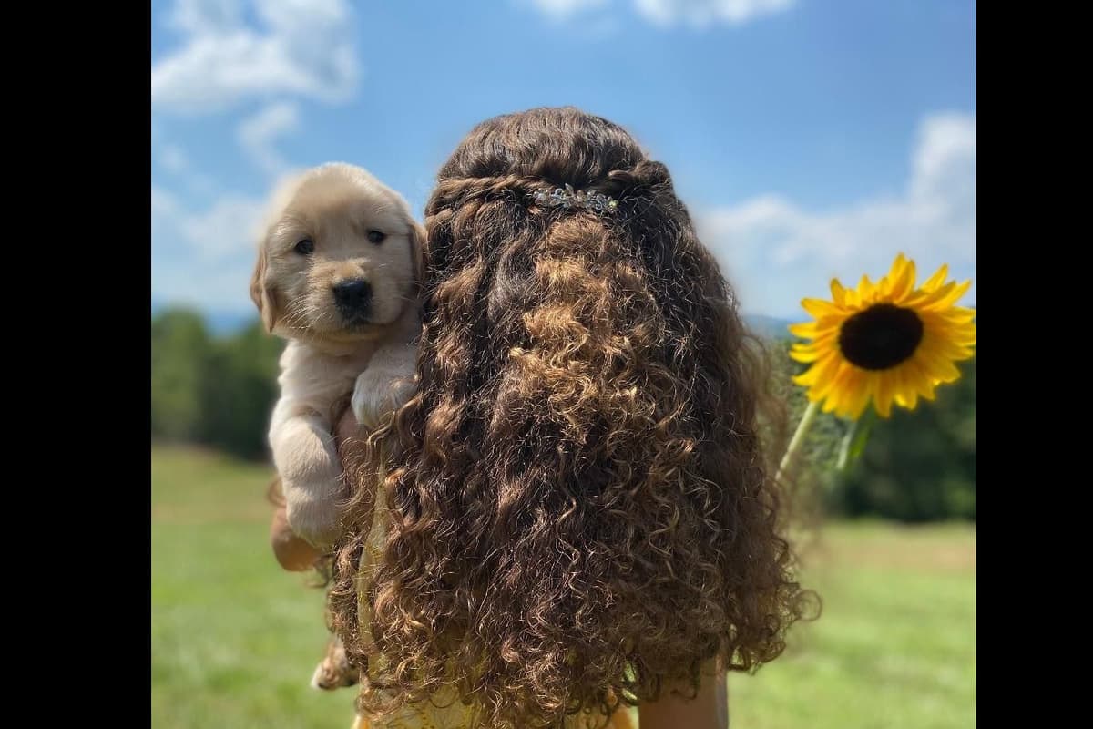 Golden Retriever Puppies breeder image 1