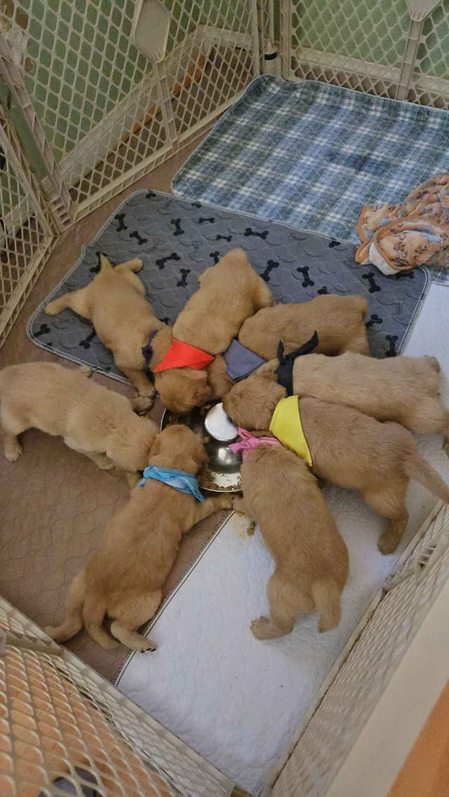 Golden Retriever Puppies media 2