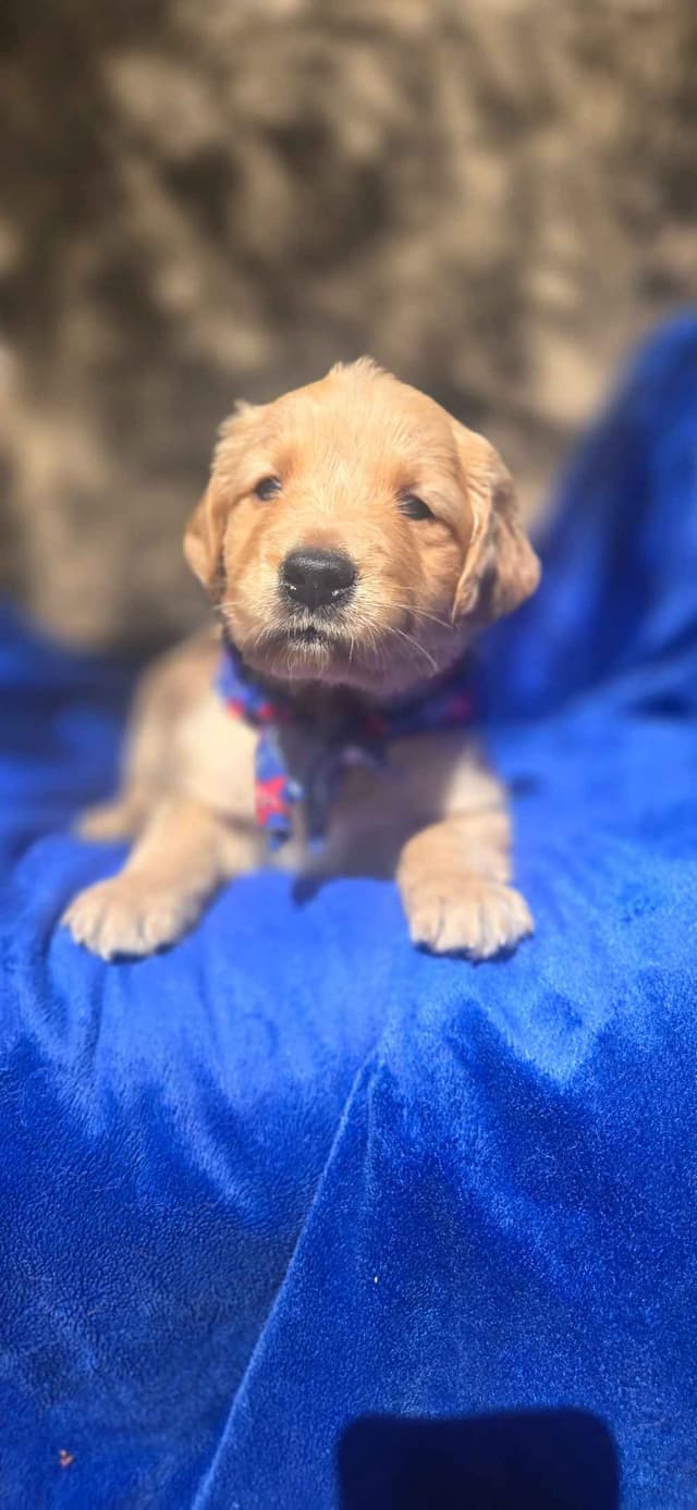 Golden Retriever Puppies media 4