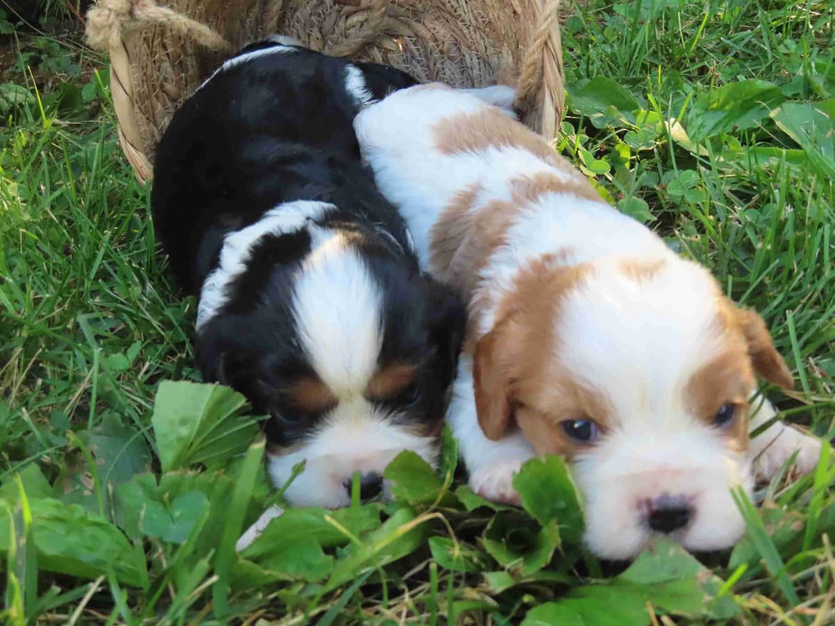 Cavalier King Charles Spaniel Puppies breeder image 1